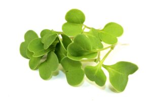 Arugula Microgreens