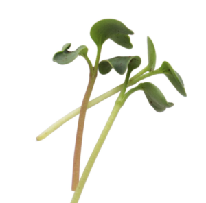 Cauliflower Microgreens