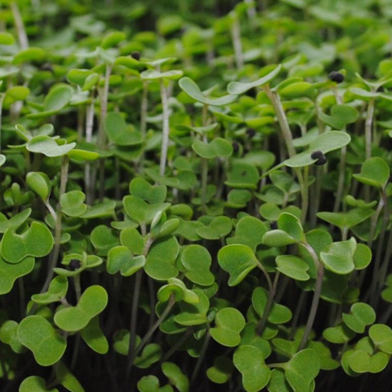 Kale Microgreens