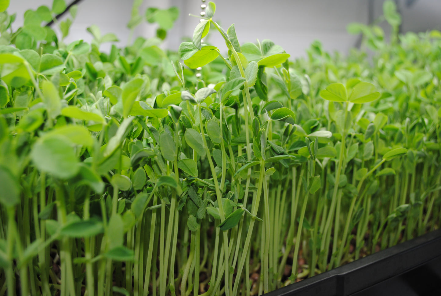 Pea Microgreens
