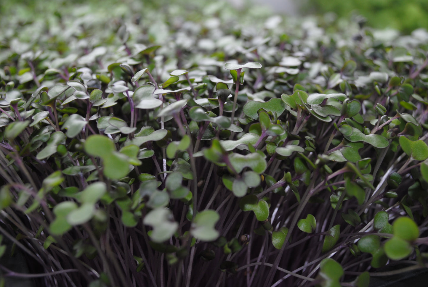 Red Cabbage Microgreens