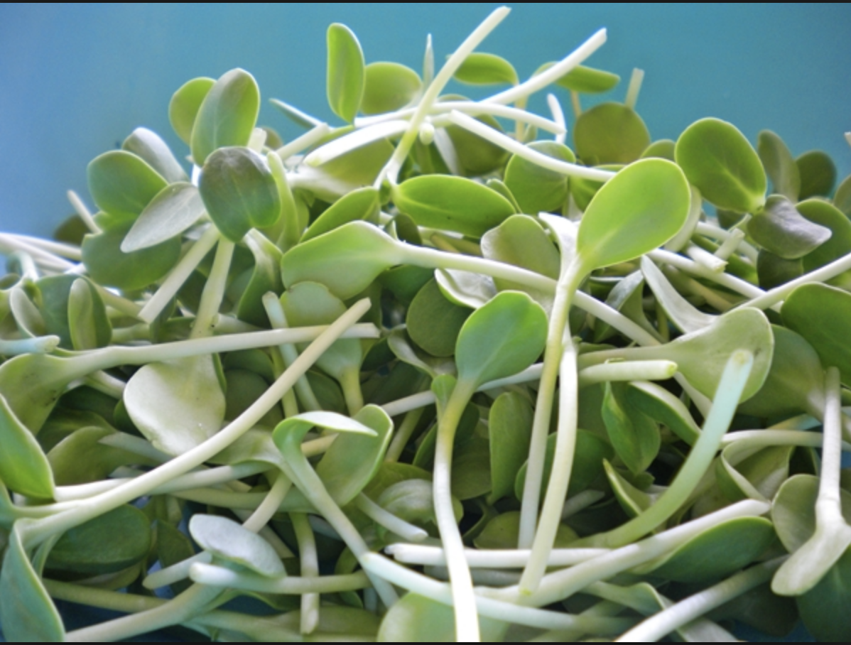 Sunflower Microgreens