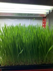 Wheat grass