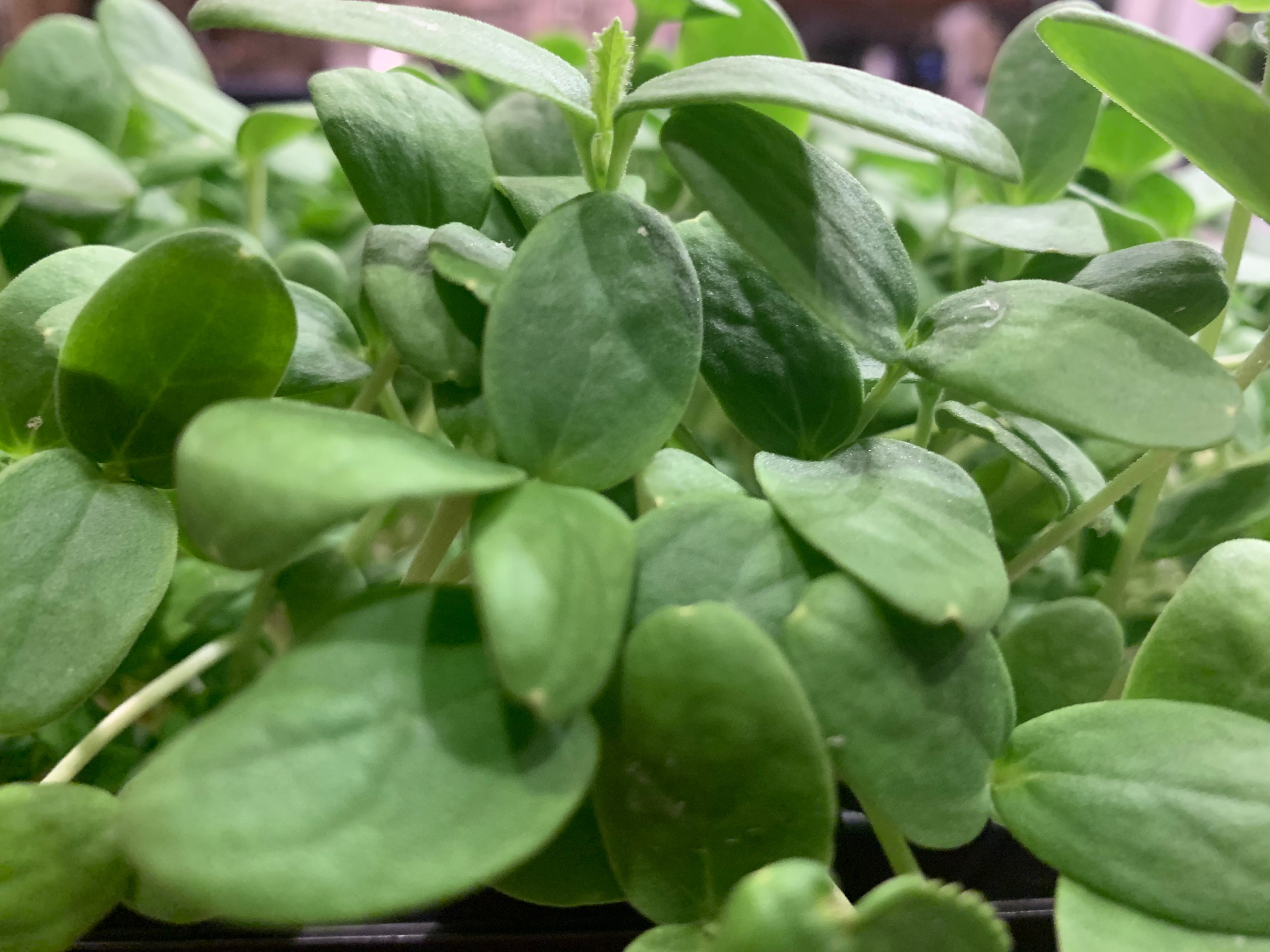 7+ Cantaloupe Microgreen Cantaloupe Microgreens - Sweet Flavor – Rose Garden Microgreens