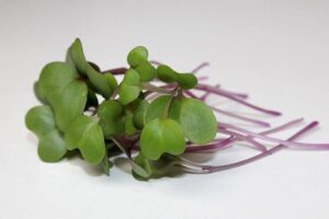 Kohlrabi Microgreens