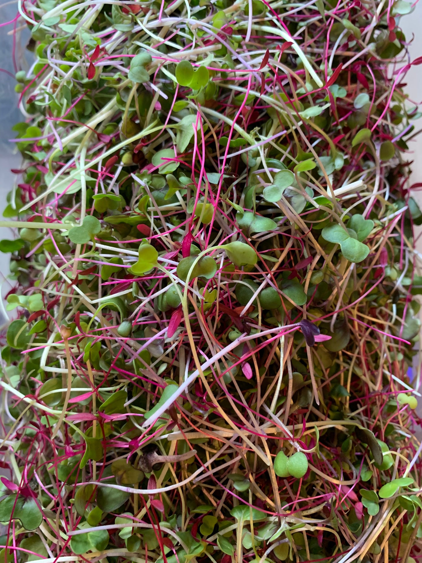 Chef's Blend Microgreens