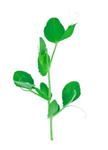 Pea Microgreens