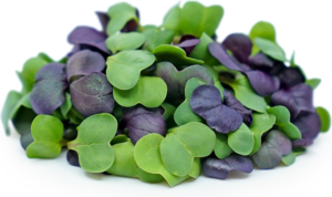 Mixed Radish Microgreens