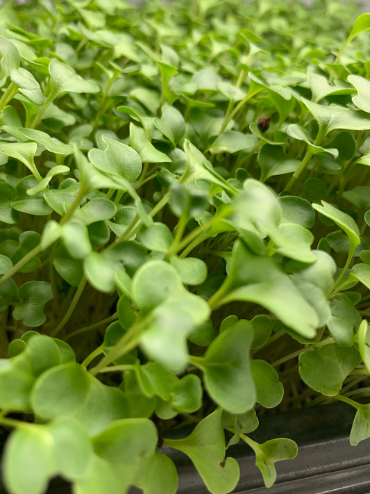 Cauliflower Microgreens