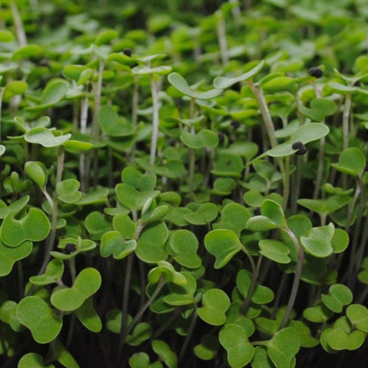 Kale Microgreens