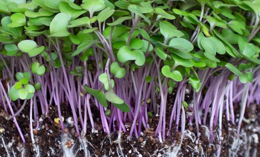 Kohlrabi Microgreens