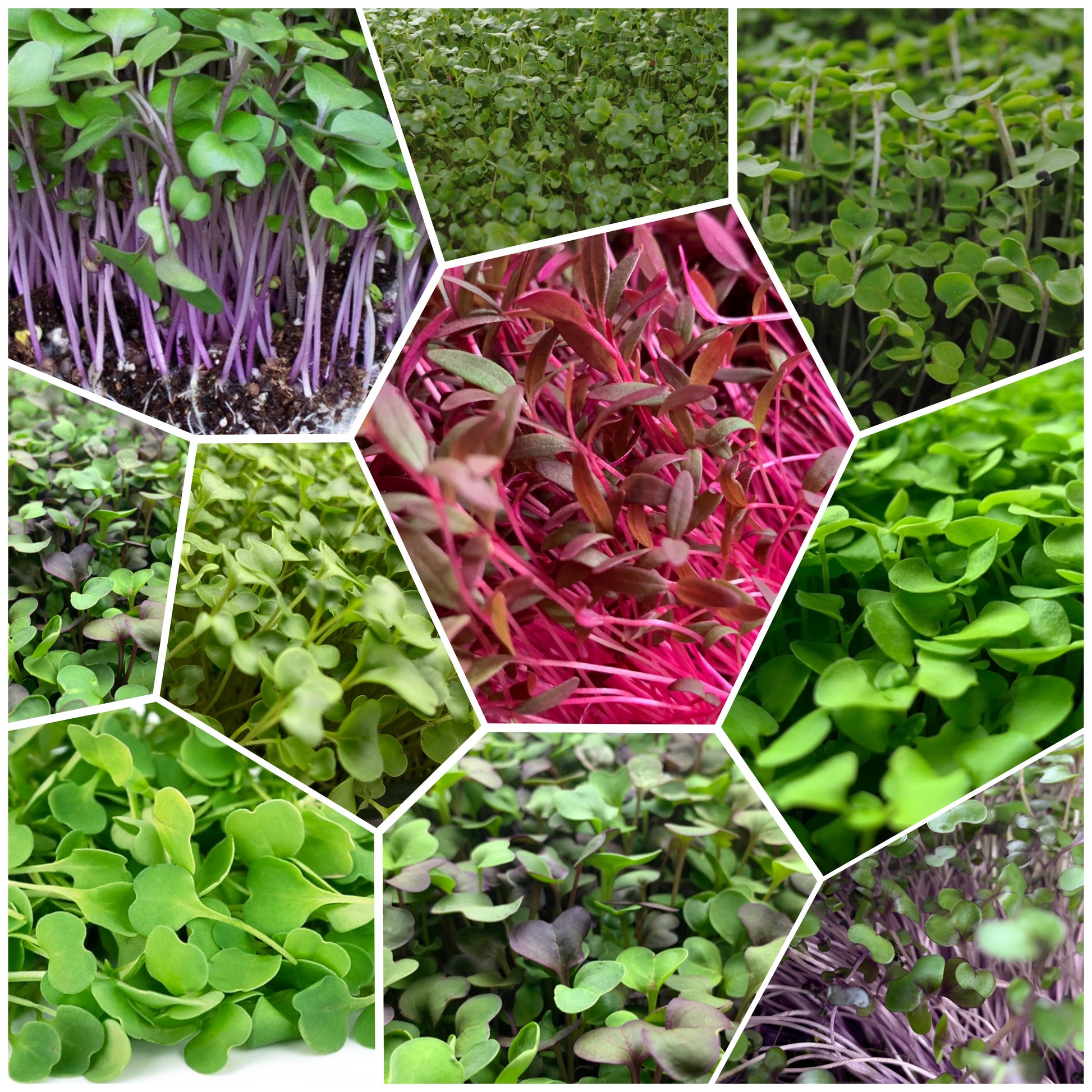 12+ Microgreen Mix Microgreens Mix - Healthy and Fresh – Rose Garden Microgreens