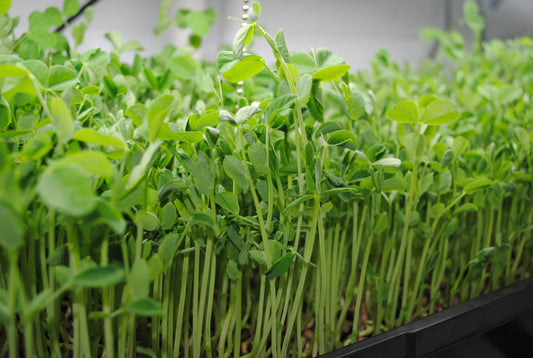 Pea Microgreens
