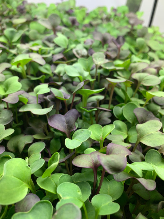 Mixed Radish Microgreens
