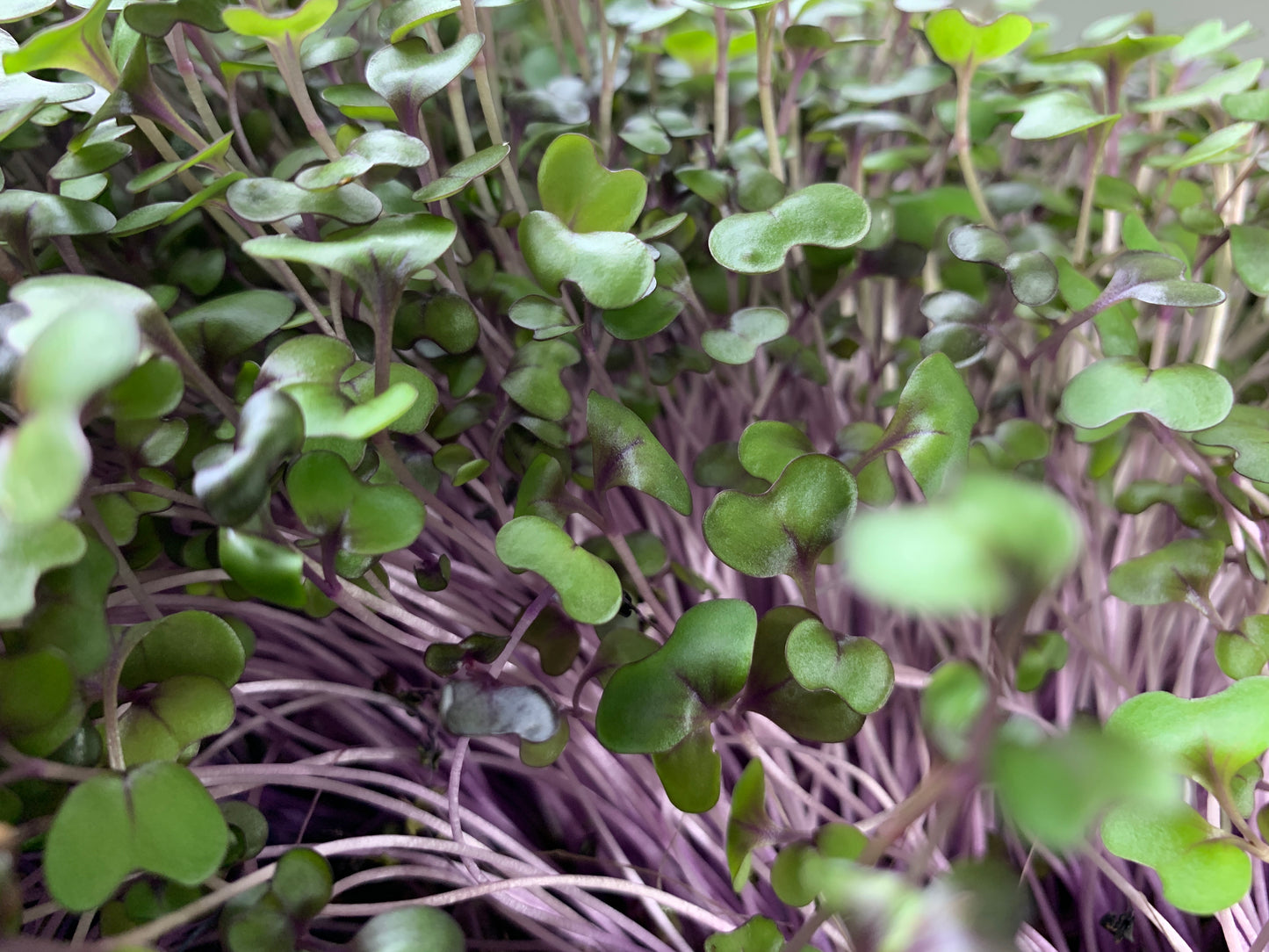 Red Cabbage Microgreens