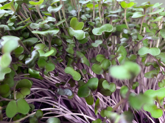 Red Cabbage Microgreens