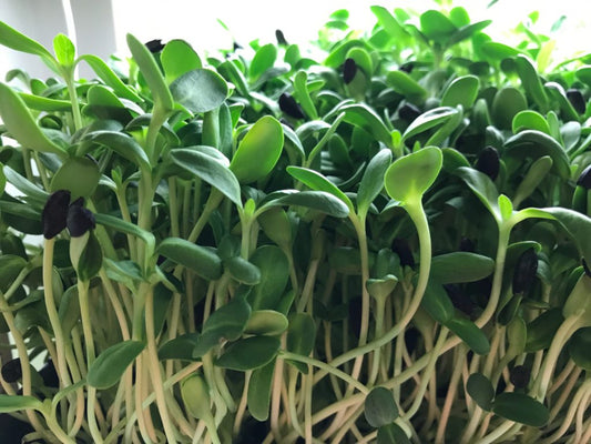 Sunflower Microgreens