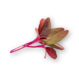 Red Amaranth Microgreens