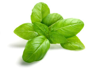 Genovese Basil Microgreens
